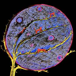 Сонячні Котики - Закривши Очі