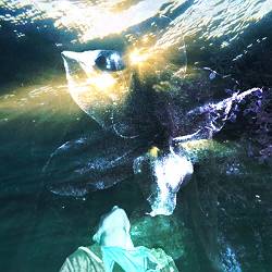 SPALAXX - печера мерців