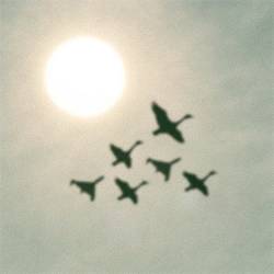 полюс - чорні лебеді