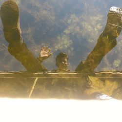 REMEZ - Вітер полем