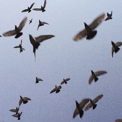 Околиця, Melancholydi - хтось когось