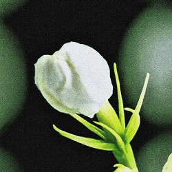 Aircraft - Something special