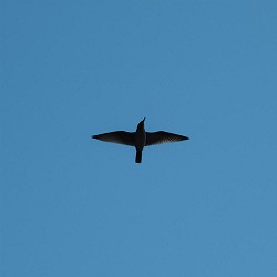 C23, Maksym Popyk - Сповідь