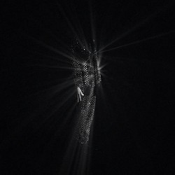 bbno - diamonds are forever